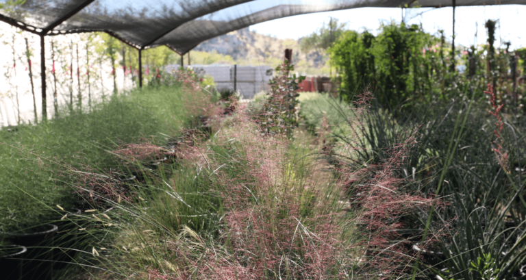 Napoles Landscaping Greenhouse