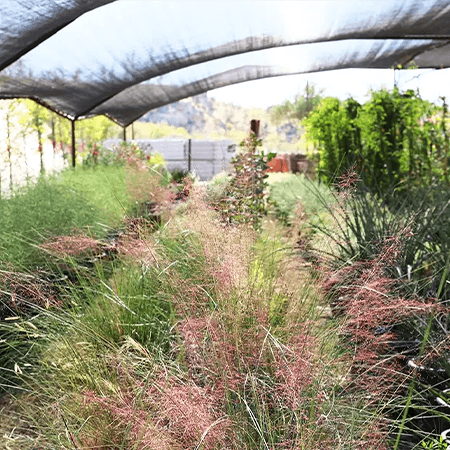 Onsite Nursery_Napoles Landscaping
